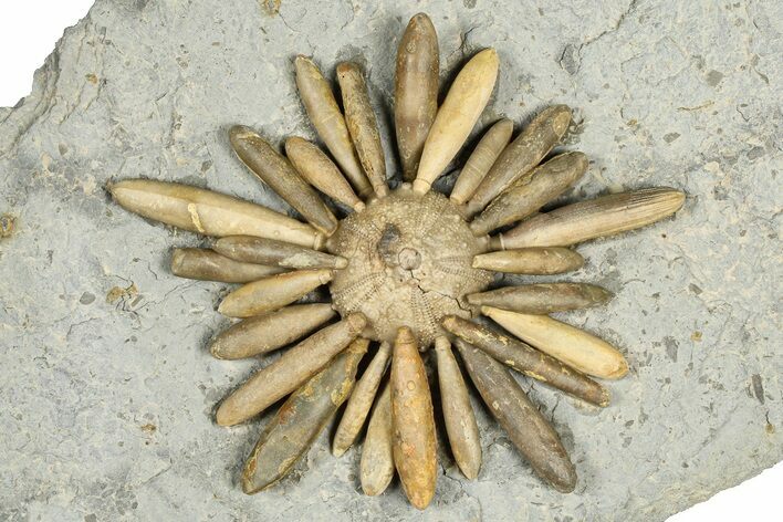 Jurassic Club Urchin (Asterocidaris) - Boulemane, Morocco #366915